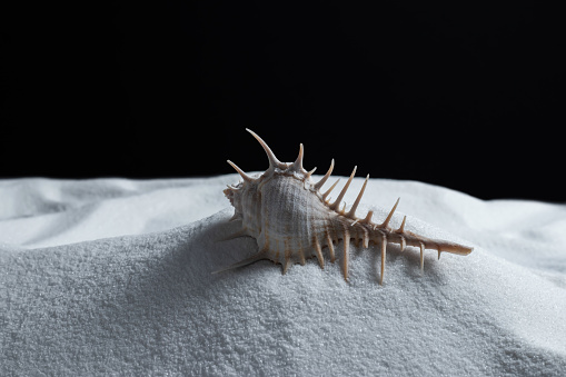 shell on white sand on black background.