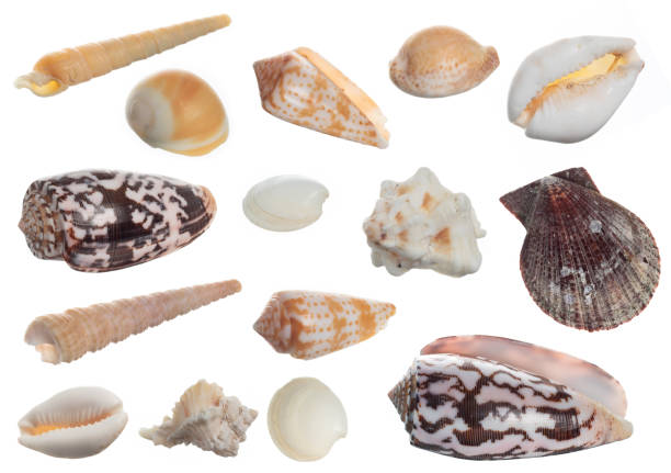 istock Seashell collection isolated on white background close up 1449816365