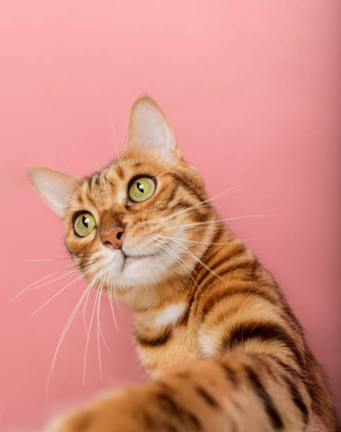 istock Funny Bengal cat on a pink background. Portrait on a wide-angle lens. 1449817854