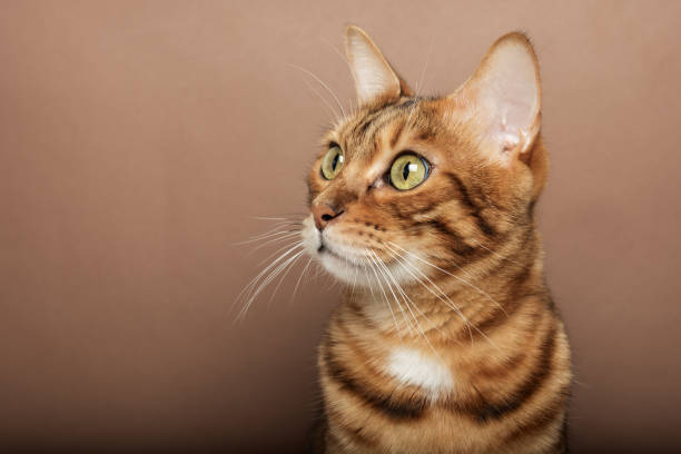 istock Funny muzzle of a Bengal cat on a brown background. 1449818162