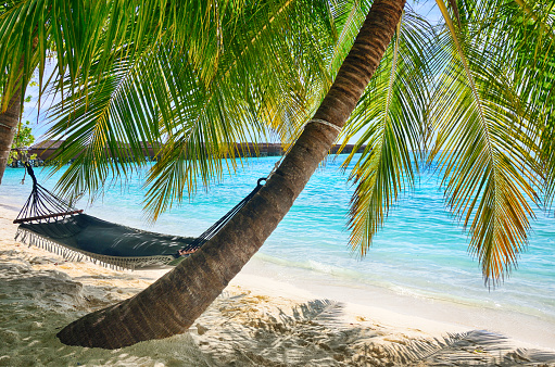 Hammock on a tropical beach with coconut palm trees and white coral sand