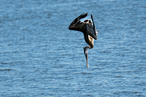 great detail of a Pelican hunting, diving from the sky. You can see the different stages of approach