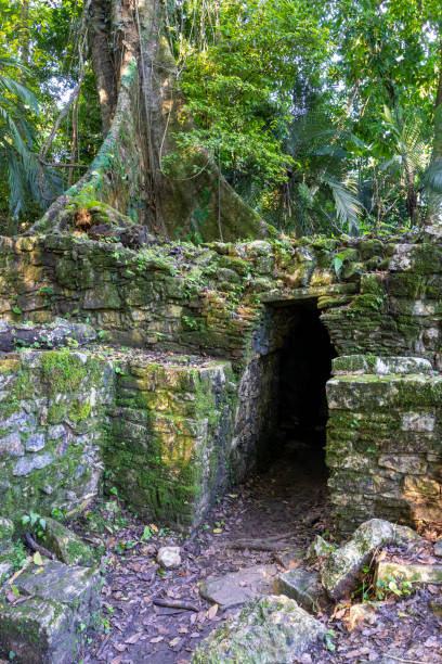 palenque - ruines de la ville maya photo stock - palenque photos et images de collection