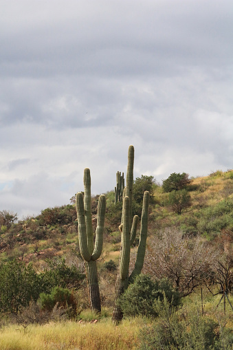 Color photograph of a pair of tall thin saguaro cactus next to eachother on the side of a green lush hill under overcast sky in the summer in Arizona.