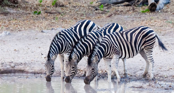 Three Burchell's Zebras at a Waterhole in Senegal, West Africa stock photo