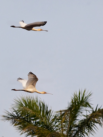 A pair of low-flying juvenile African spoonbill (Platalea alba) in flight in early morning sunlight in tropical Gambia in West Africa. The African Spoonbill is a long-legged wading bird of the Ibis and Spoonbill family inhabiting marshy wetlands with some open shallow water where it can feed on a diet of fish, molluscs, amphibians, crustaceans, insects and larvae. It uses the spoon shape section of its very long bill to catch food by swinging it from side-to-side in the water, which enables it to catch foods in its mouth. Unlike birds such as the heron, it flies with its neck outstretched. Good copy space.