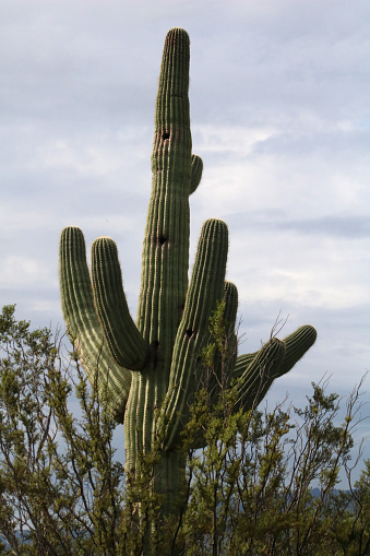 Close-up color photographof a large green lush saguaro cactus with several arms and sagebrush in the foreground and overcast sky in the background in the summer in Arizona.