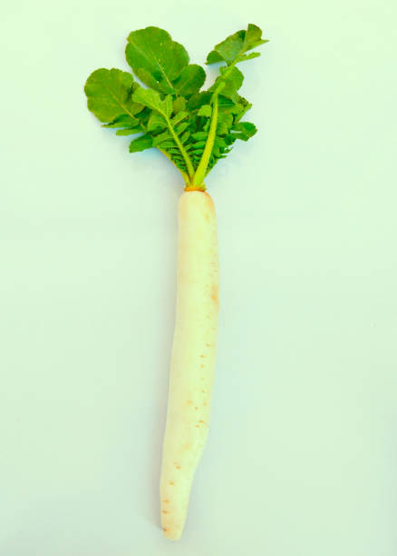 Daikon white radish mooli whiteradish miyashige-radish raphanus sativus var.longipinnatus winter-radish big-root napiform root oriental-radish long-white-radish vegetable food closeup view image photo