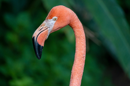 Group of the Caribbean flamingo