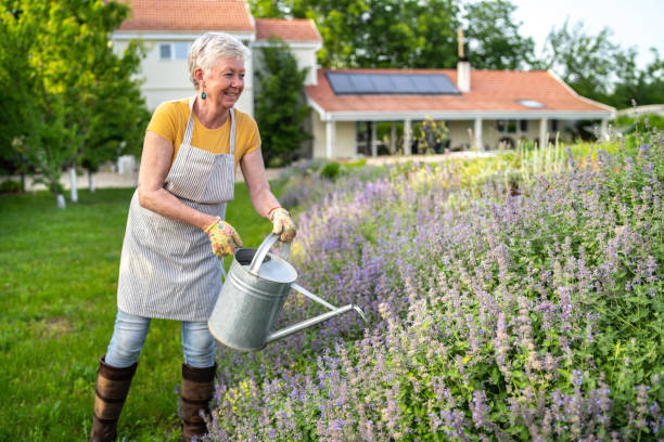 istock A senior woman is using a watering can 1449827914