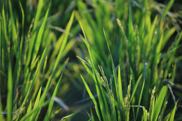 istock a  fresh grass above a rice paddy., the nature concept 1449830162