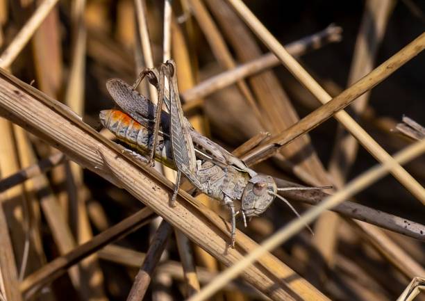 istock Closeup of a Bow-winged Grasshopper (Chorthippus biguttulus) on dry grass 1449831285