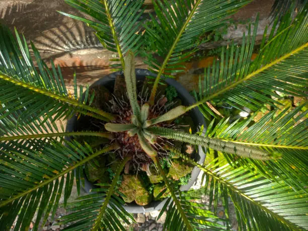 Top view cycas plant on the pot
