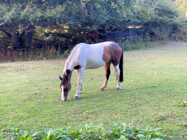 istock A view of a Horse in a Field 1449834833