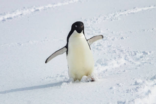 istock Adelie penguin, standing in snow, flippers spread wide. Looking at camera. 1449834893