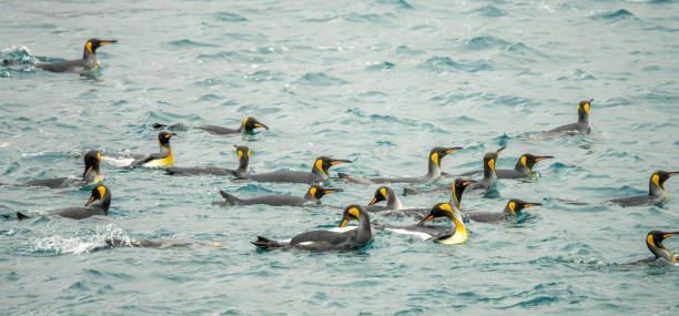 istock swimming king penguin (APTENODYTES PATAGONICUS) in water 1449834997