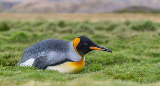 individual king penguin (APTENODYTES PATAGONICUS) lies relaxed on its belly in green grass of South Georgia, looking ahead