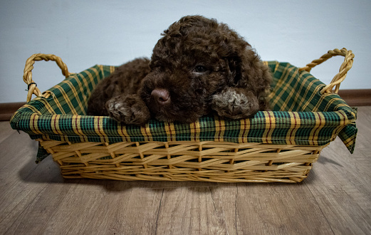Cute puppy in the basket