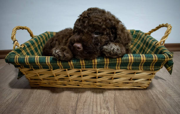 Cute puppy in the basket Cute puppy in the basket lagotto romagnolo stock pictures, royalty-free photos & images