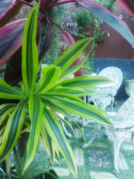istock The flower and the leaf. 1449837852
