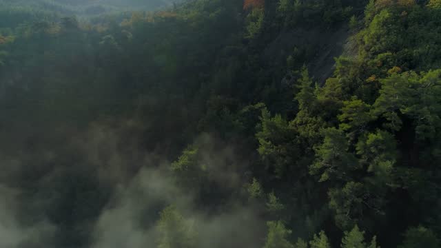 Flying in the fog over the forest