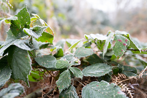 Shallow focus of a heavy winter coastal frost seen on leaves in a nature reserve. The plants are located in a coastal nature reserve.
