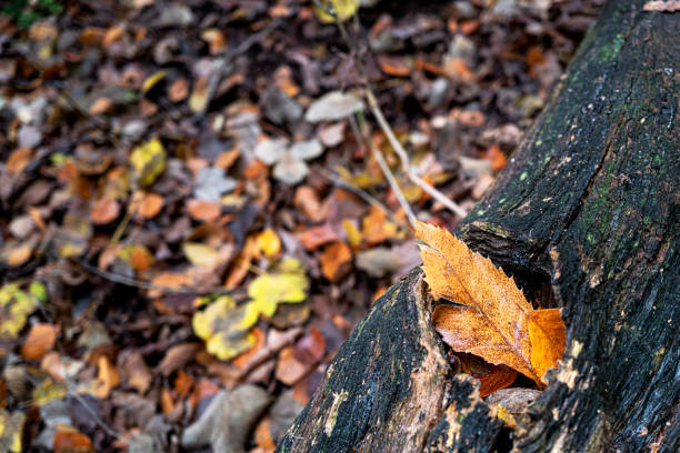 Shallow focus of a fallen leaf seen settled on a decaying tree stump in a nature reserve during autumn.