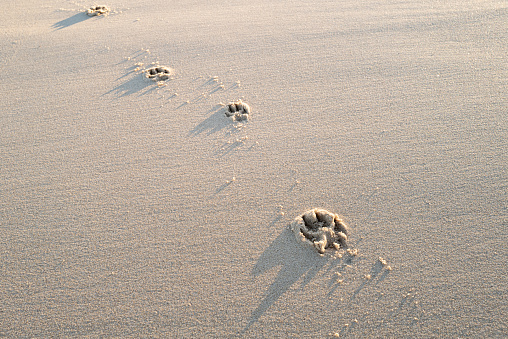 Fresh dog paw prints seen on a deserted winter beach. The dog was let of her leash to go for a beach run.
