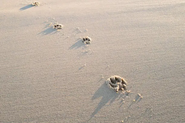 Fresh dog paw prints seen on a deserted winter beach. The dog was let of her leash to go for a beach run.