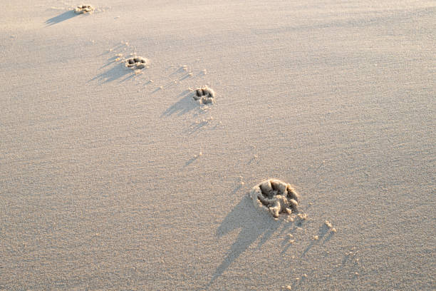 świeże odciski łap psa widziane na opuszczonej zimowej plaży. - dog paw print beach footprint zdjęcia i obrazy z banku zdjęć