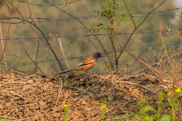 rufous treepie bird