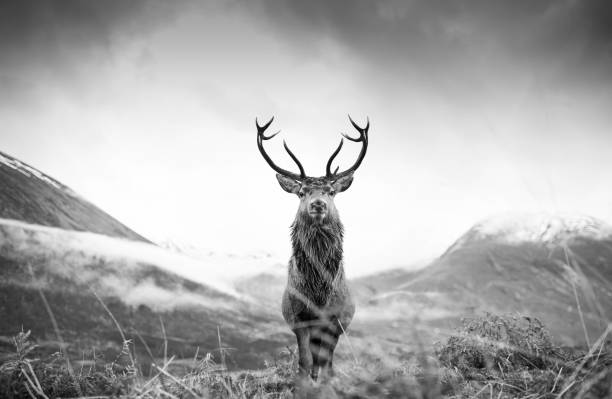 istock Monarch of the Glen 1449841030
