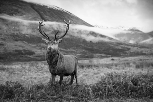 istock Monarch of the Glen 1449841031