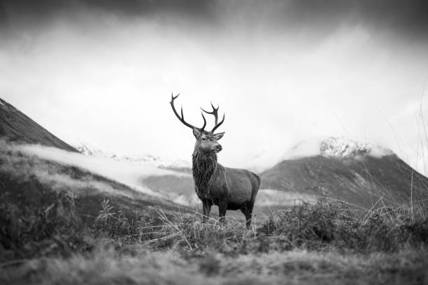 istock Monarch of the Glen 1449841032