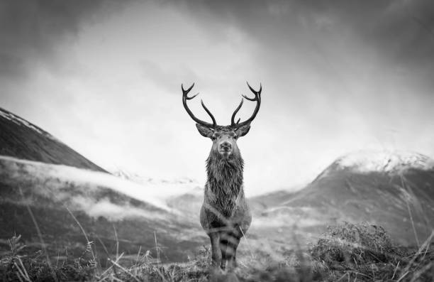 Monarch of the Glen Red deer stag Scottish Highlands black and white deer photos stock pictures, royalty-free photos & images