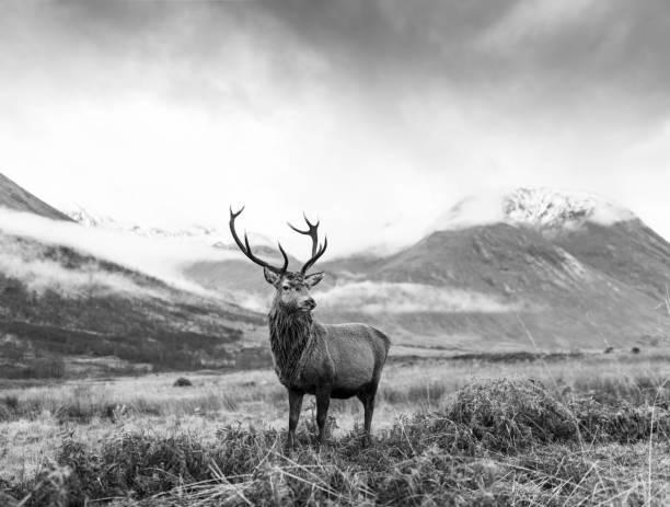 istock Monarch of the Glen 1449841034