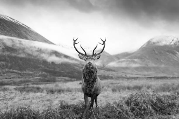 istock Monarch of the Glen 1449841035
