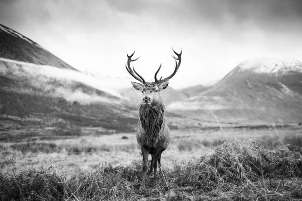 istock Monarch of the Glen 1449841036
