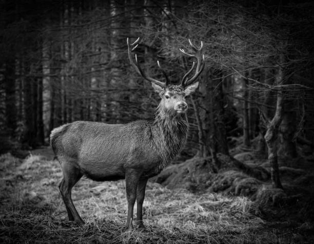 istock Monarch of the Glen 1449841038