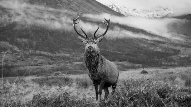 istock Monarch of the Glen 1449841039