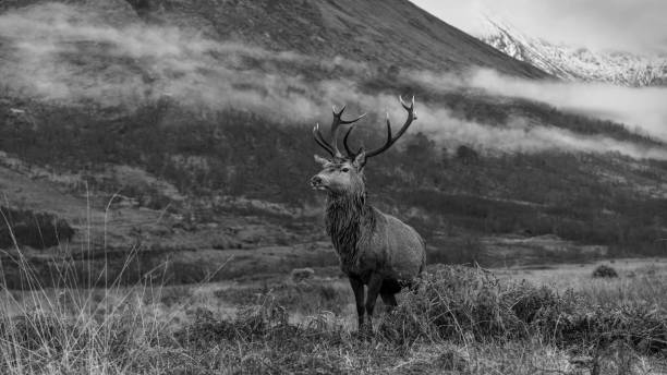 istock Monarch of the Glen 1449841040