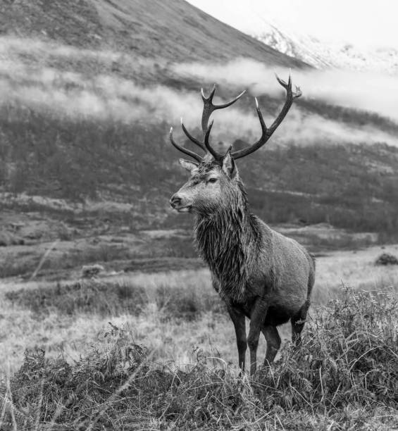 istock Monarch of the Glen 1449841042