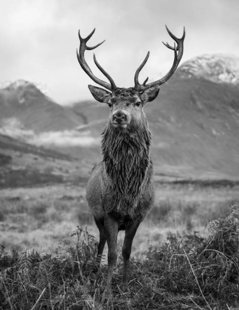 istock Monarch of the Glen 1449841043