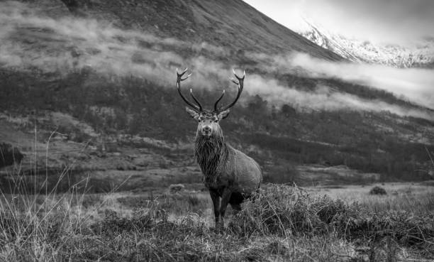 istock Monarch of the Glen 1449841044