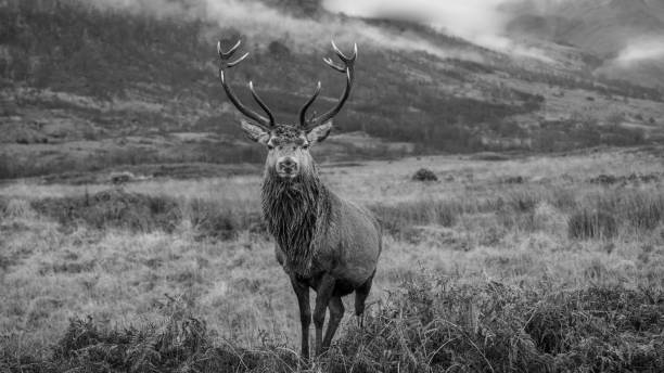 istock Monarch of the Glen 1449841045