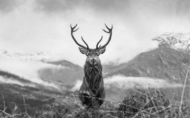 istock Monarch of the Glen 1449841046
