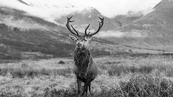 Red deer stag Scottish Highlands