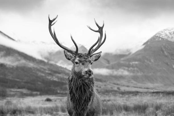 istock Monarch of the Glen 1449841048