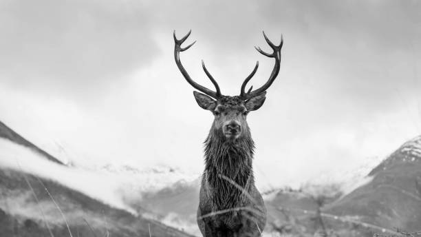 istock Monarch of the Glen 1449841049