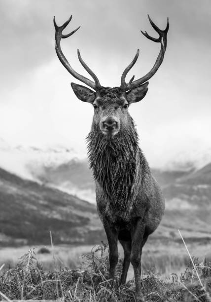 istock Monarch of the Glen 1449841051